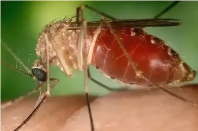COMBATE AO 'POLVINHA'  - Atuação do MPF contribui para queda expressiva dos casos de febre oropouche em Rondônia

